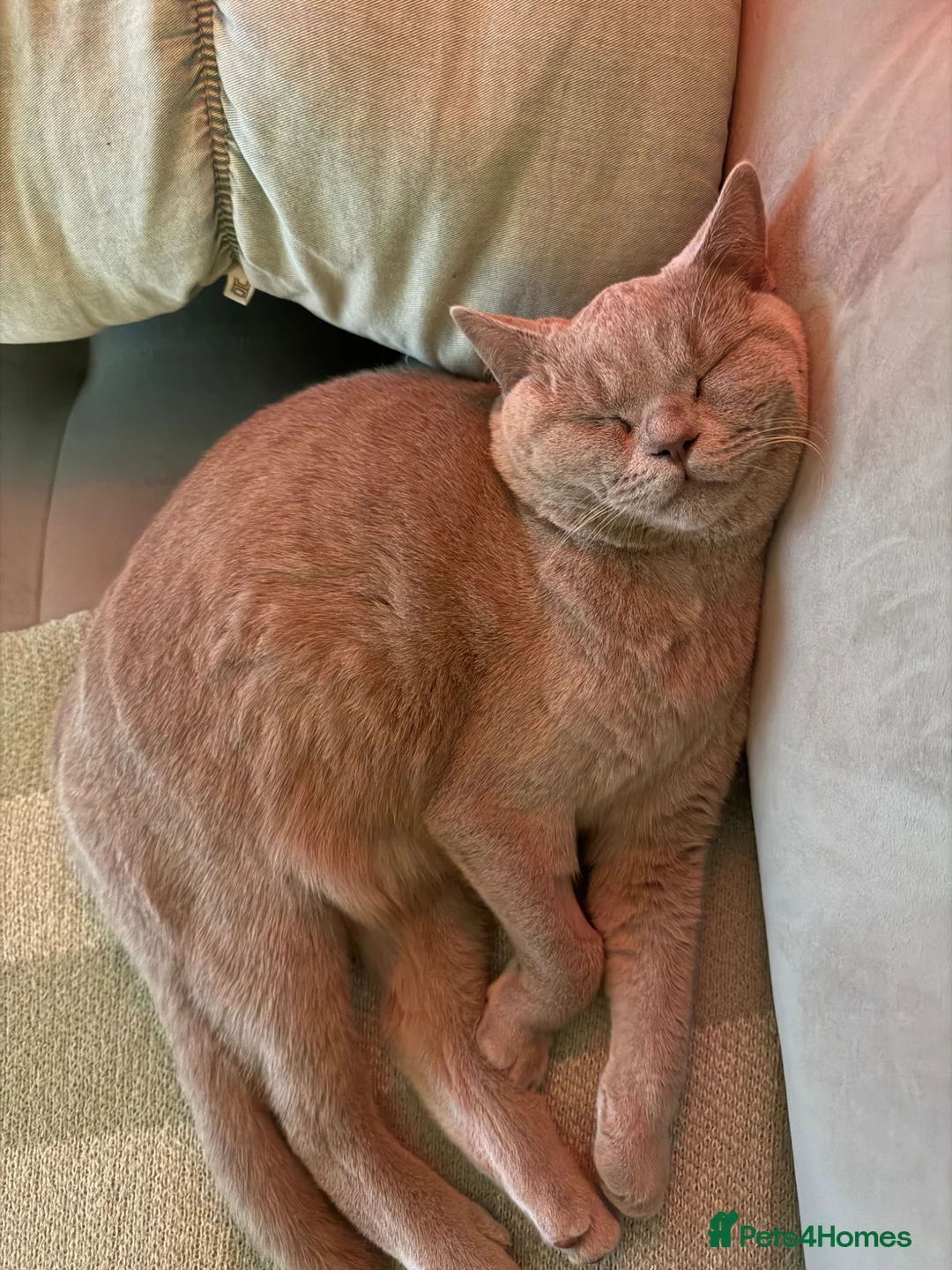 British Shorthair cats for sale: Lilac British Shorthair 8 month old in Trowbridge - Advert 11