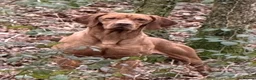 Hungarian Vizsla dogs for sale: KC Reg Hungarian Vizsla pups Hip/Elbow DNA Tested - Advert 28