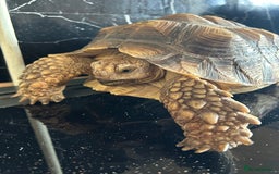 Tortoise reptiles for sale: 7-Year-Old Sulcata Tortoise with Full Set-Up  - Image 4