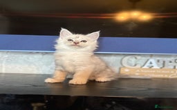 Maine Coon cats for sale: Outstanding Blue Silver Shaded Maine Coon Kittens - Image 6
