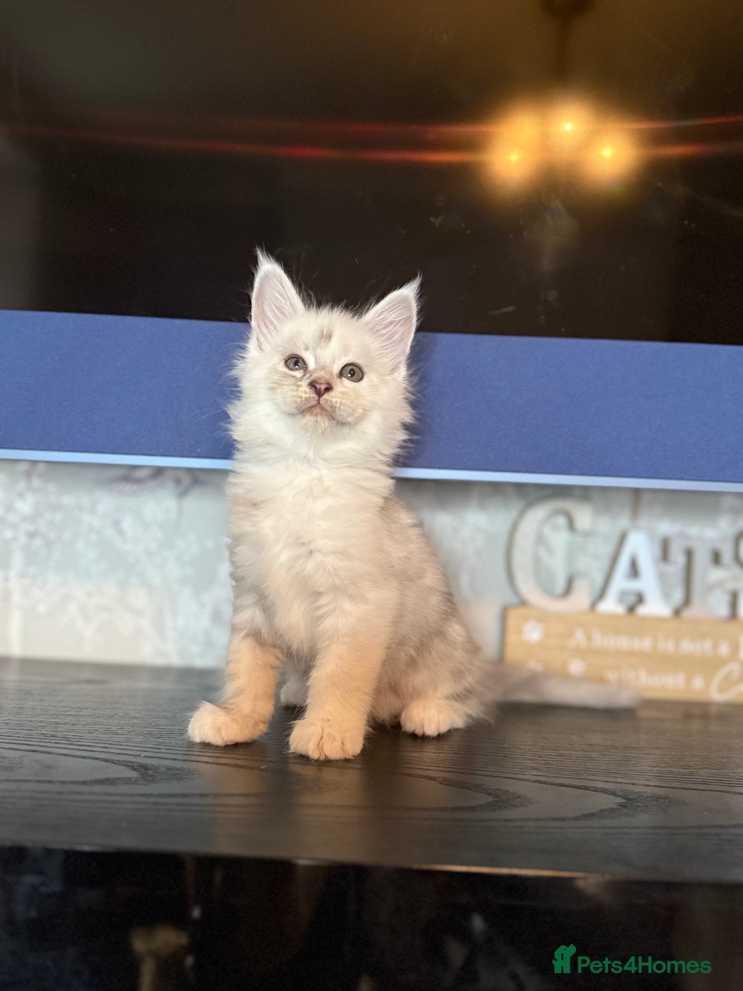 Maine Coon cats for sale: Outstanding Blue Silver Shaded Maine Coon Kittens - Image 6