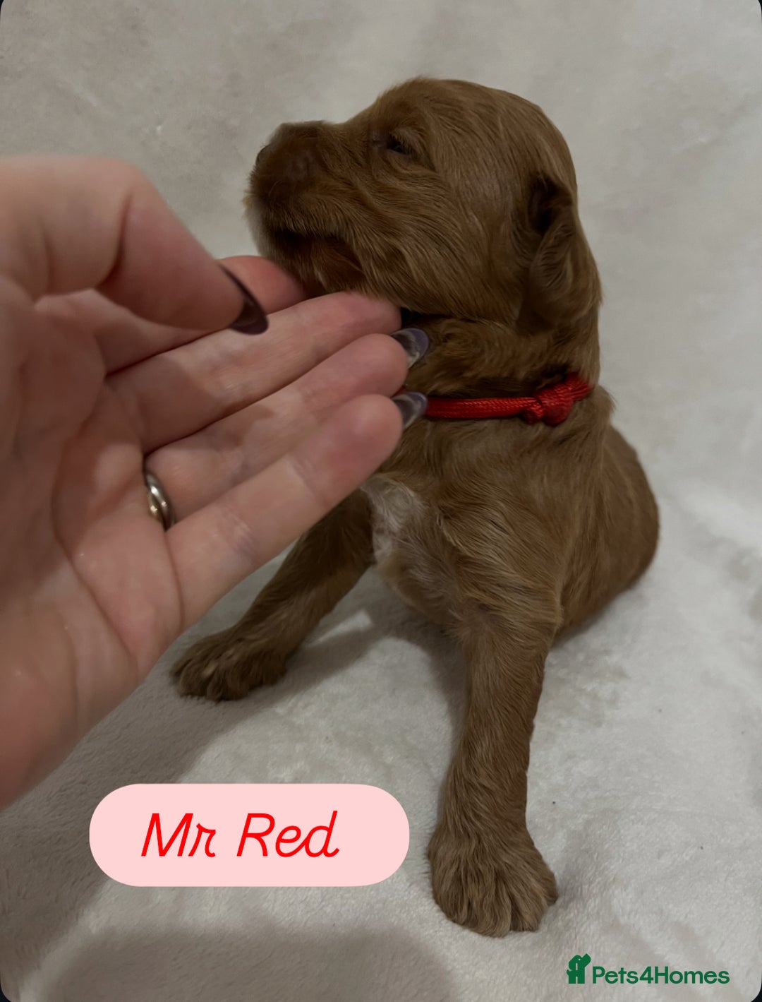 Australian Labradoodle dogs for sale: Quality Multigen Australian Labradoodle Puppies  - Advert 5