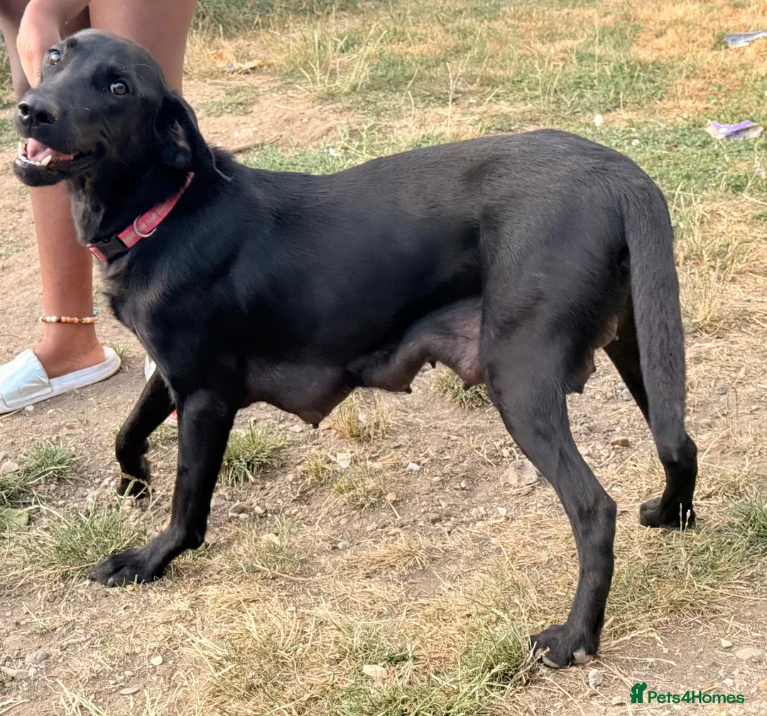 Mixed Breed dogs for sale: Adorable Mixed (Lurcher) Puppies. - Advert 3