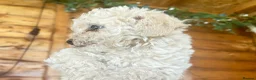 Maltipoo dogs for sale: MALTIPOOS!!! - Advert 18