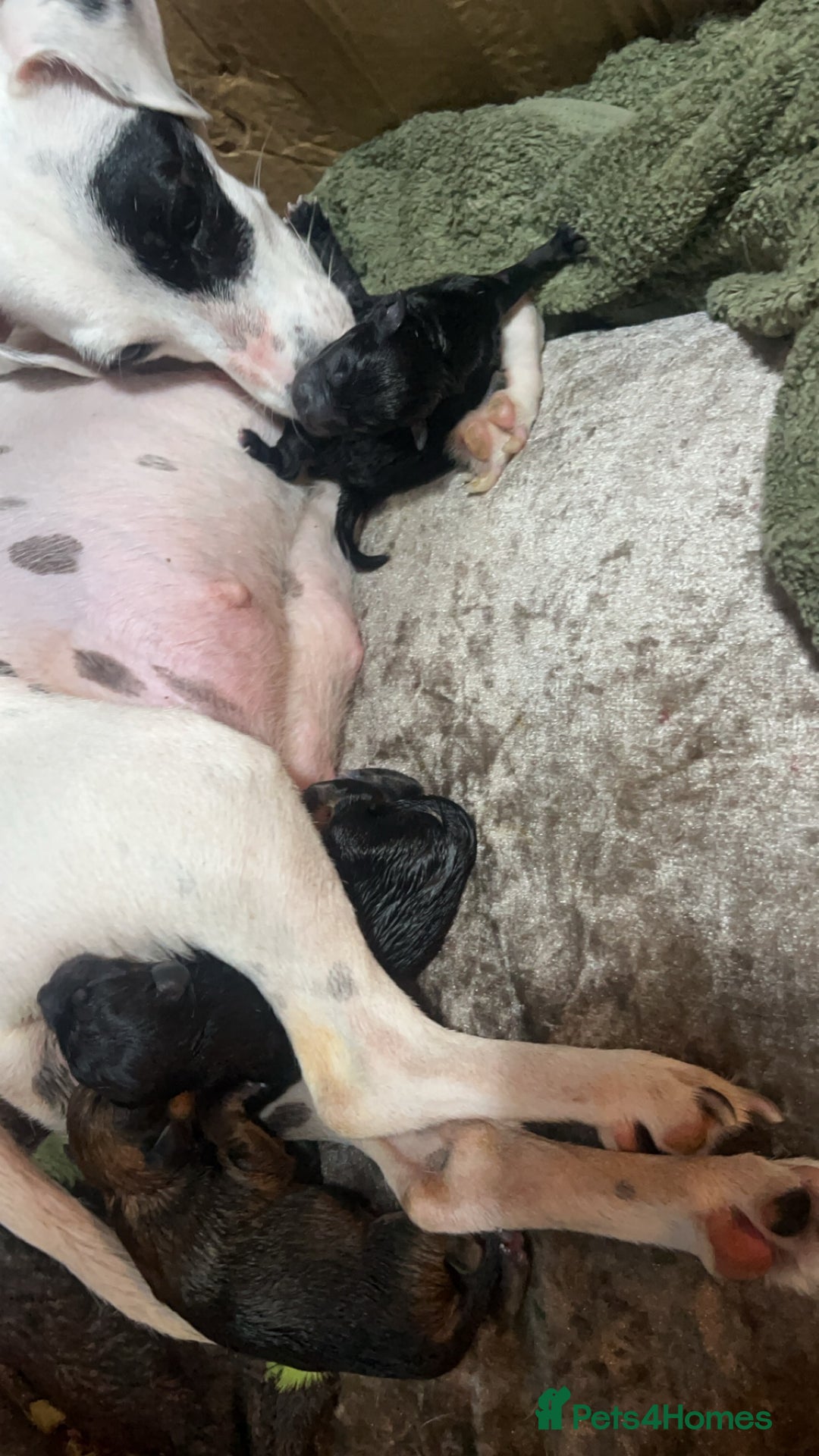 Mixed Breed dogs for sale: Jack Russel x Chow Chow Mix Puppies for Sale  - Image 14