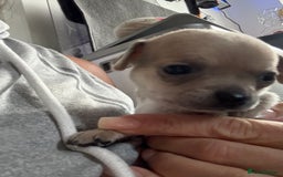 Chug dogs for sale: 6 beautiful chug puppies for sale ❤️ - Image 9