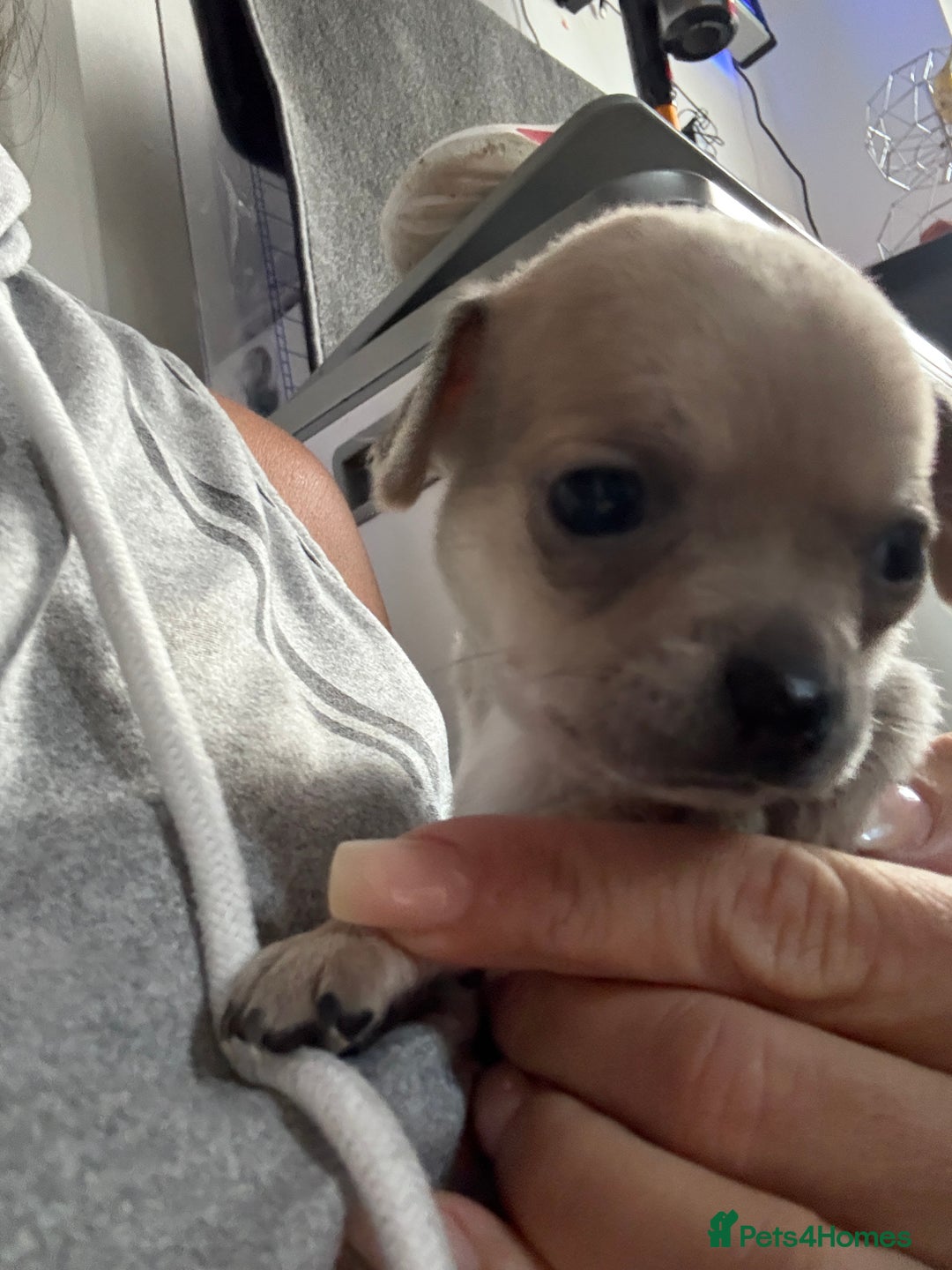Chug dogs for sale: 6 beautiful chug puppies for sale ❤️ - Image 9