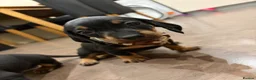 Dachshund dogs for sale: Dachshund puppies  - Advert 14