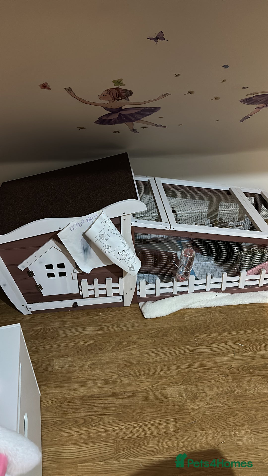 Mini Lop rabbits for sale: Grey female mini lop baby rabbit  - Advert 8