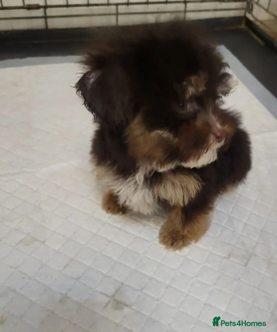 Cavapoo dogs for sale: 4 beautiful fb1 cavapoo puppies for sale!!  - Advert 9