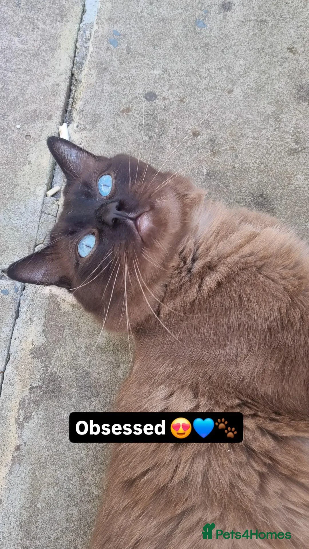 Ragdoll cats for stud: Ragdoll Seal Sepia Stud Genetically Tested 🐾 in London - Advert 10