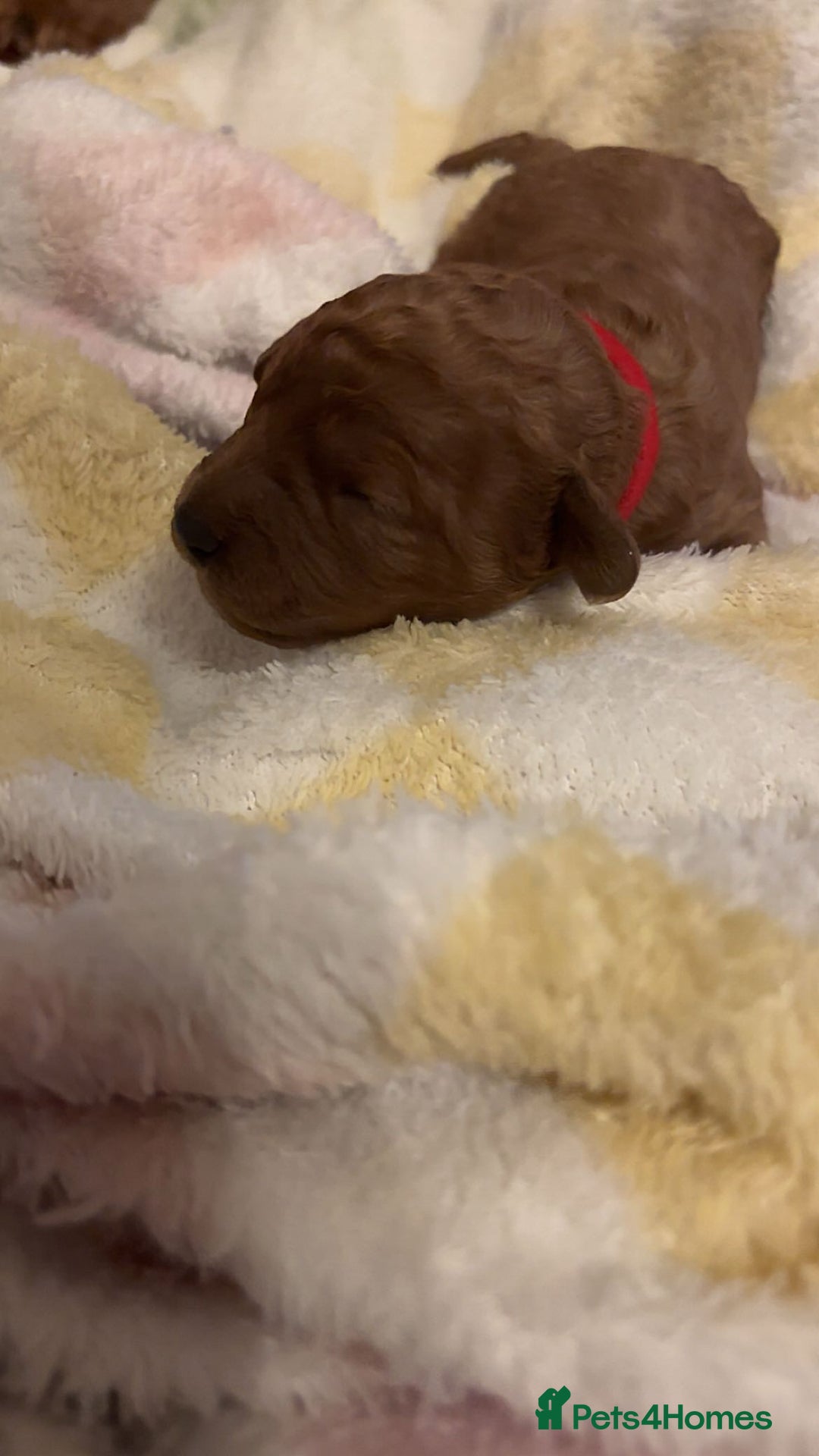 Cavapoo dogs for sale: F1B Red Toy Cavapoos- Health Tested  ************  - Advert 29