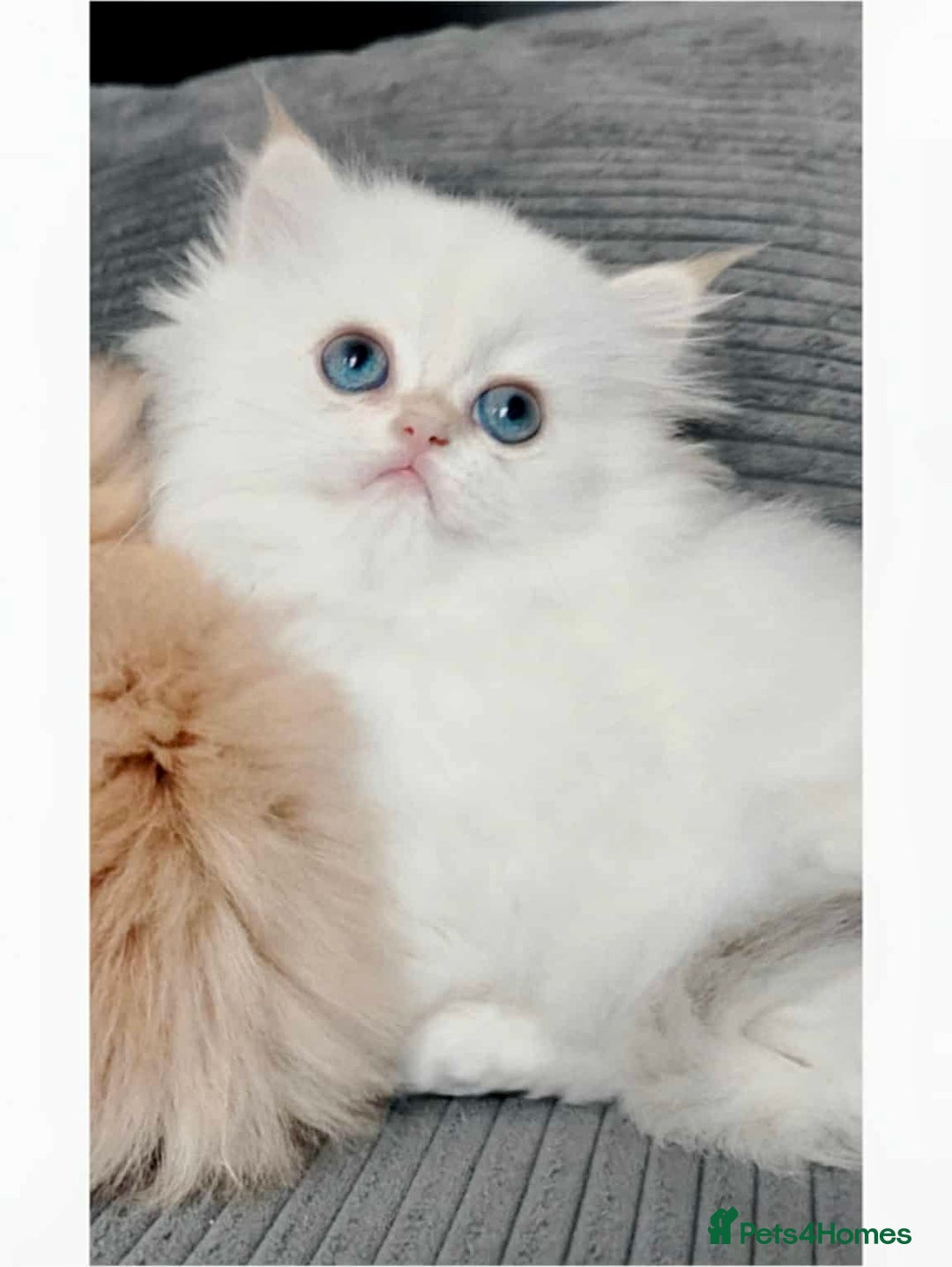 British Longhair cats for sale: ‼️🐾😍Colourpoint purebred BLH😻1 Left 🐱 - Advert 19