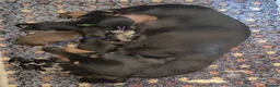Miniature Dachshund dogs for sale: PRA CLEAR MINIATURE DACHSHUND PUPPIES - Advert 14