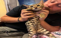 Bengal cats for sale: Full Bengal Kitten and ginger kitten for sale - Image 2