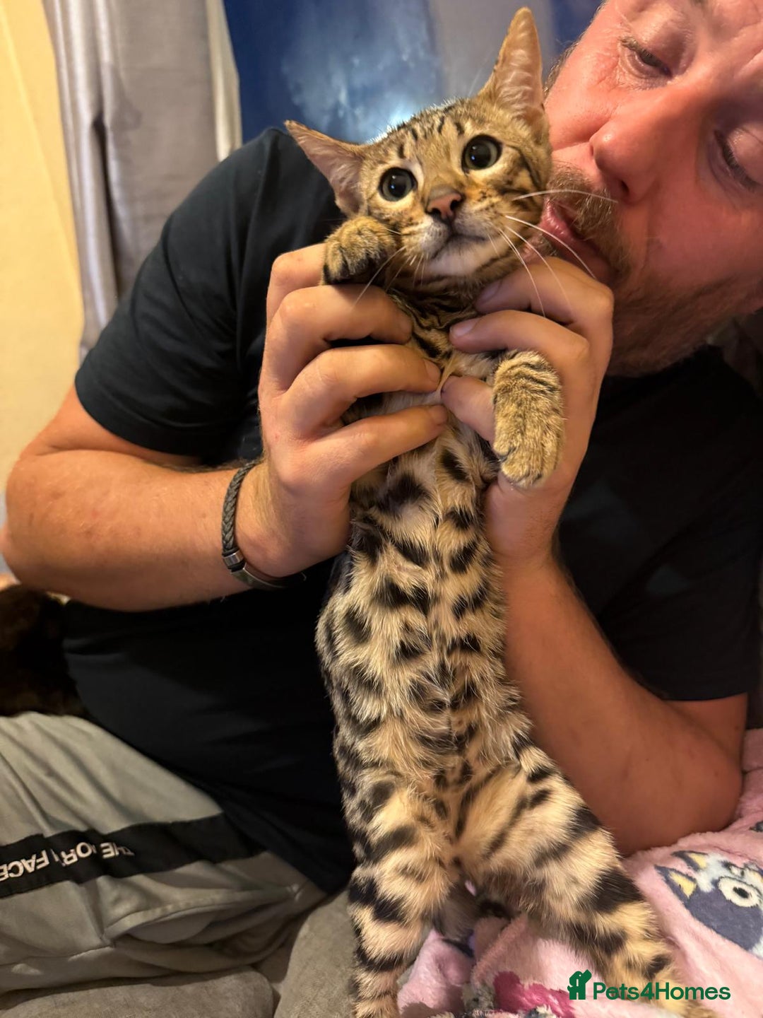 Bengal cats for sale: Full Bengal Kitten and ginger kitten for sale - Image 2