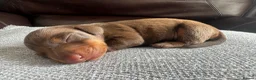 Dachshund dogs for sale: Female Dachshund Puppy  in Bridgend - Advert 5