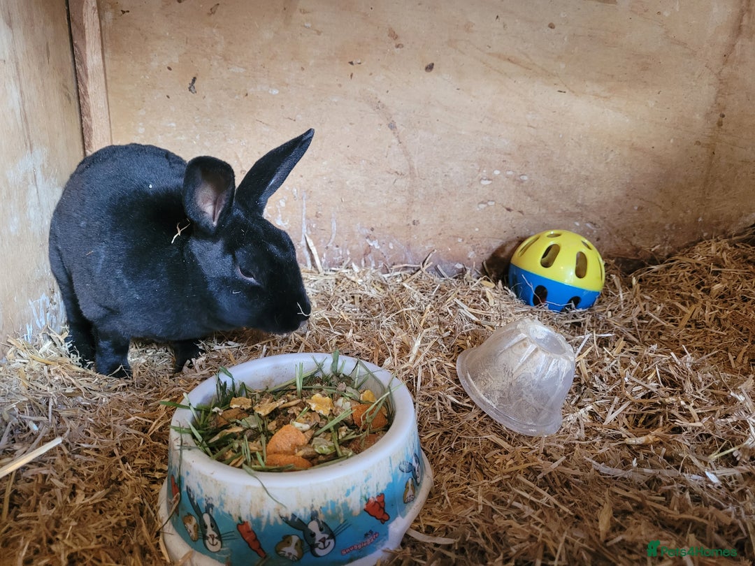 Rex rabbits for sale: 2 x stunning Mini Rex bucks  - Image 9