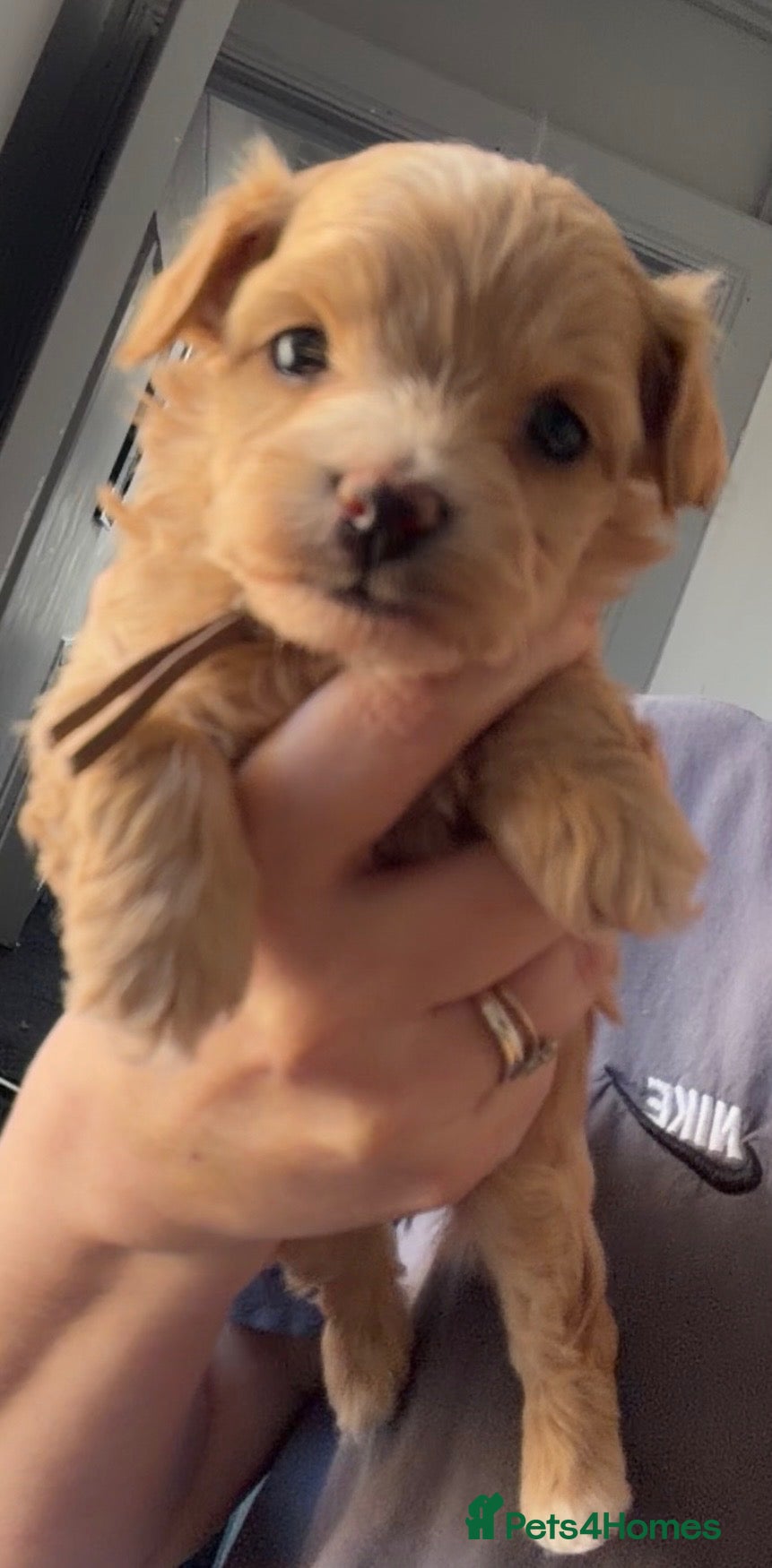 Maltipoo dogs f1 TOY maltipoos,parents dna health clear🏆blood - Advert 1