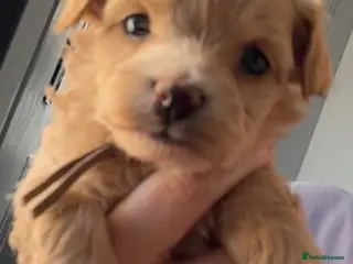 Maltipoo dogs f1 TOY maltipoos,parents dna health clear🏆blood - Advert 1