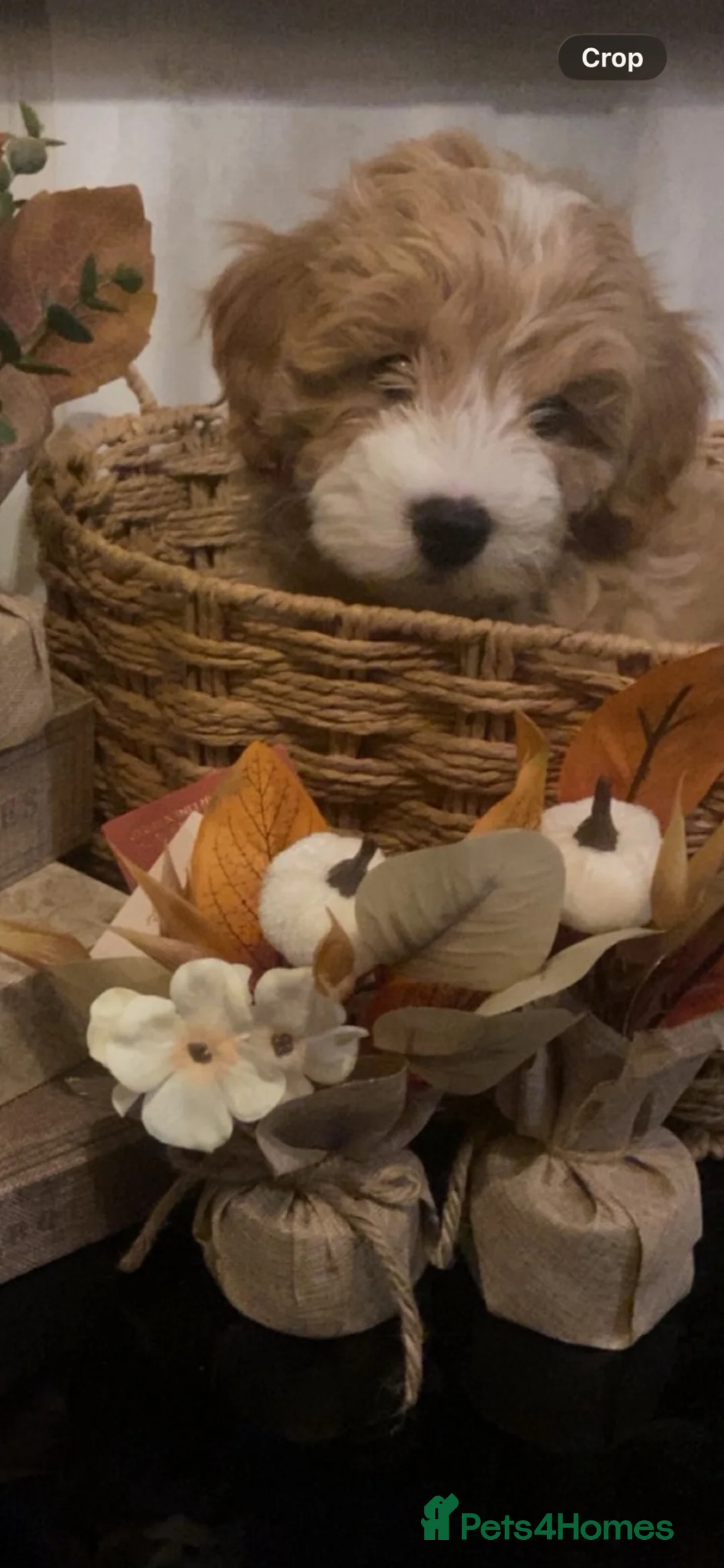 Maltipoo dogs for sale: Maltipoo pups - Advert 6