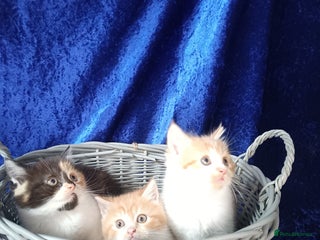 Persian cats - Advert 3