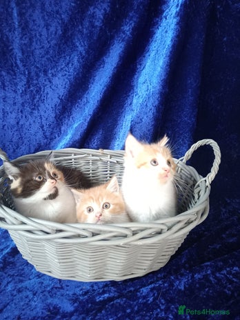 Persian cats - Advert 2