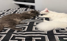 Maine Coon cats for sale: 3 stunning babies left - Image 16