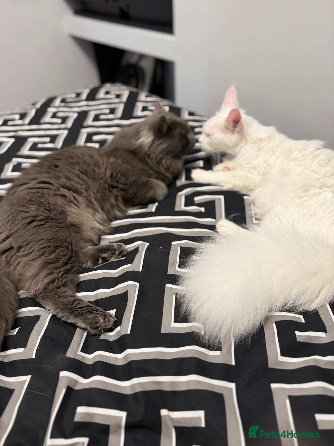 Maine Coon cats for sale: 3 stunning babies left - Image 16