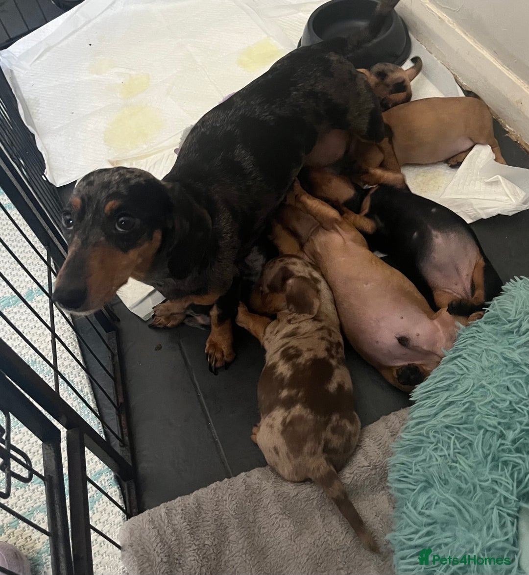 Dachshund dogs for sale: Mini dachshund boy puppy  - Image 3