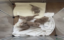 British Shorthair cats for sale: British Short Hair/ British Longhair 🐾 in Manchester - Image 1