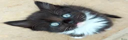 Mixed Breed cats for sale: Beautiful Tame Friendly Kittens for sale - Advert 3