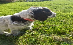 Cockapoo dogs for sale: Gorgeous cockapoo puppies F1B - Image 14