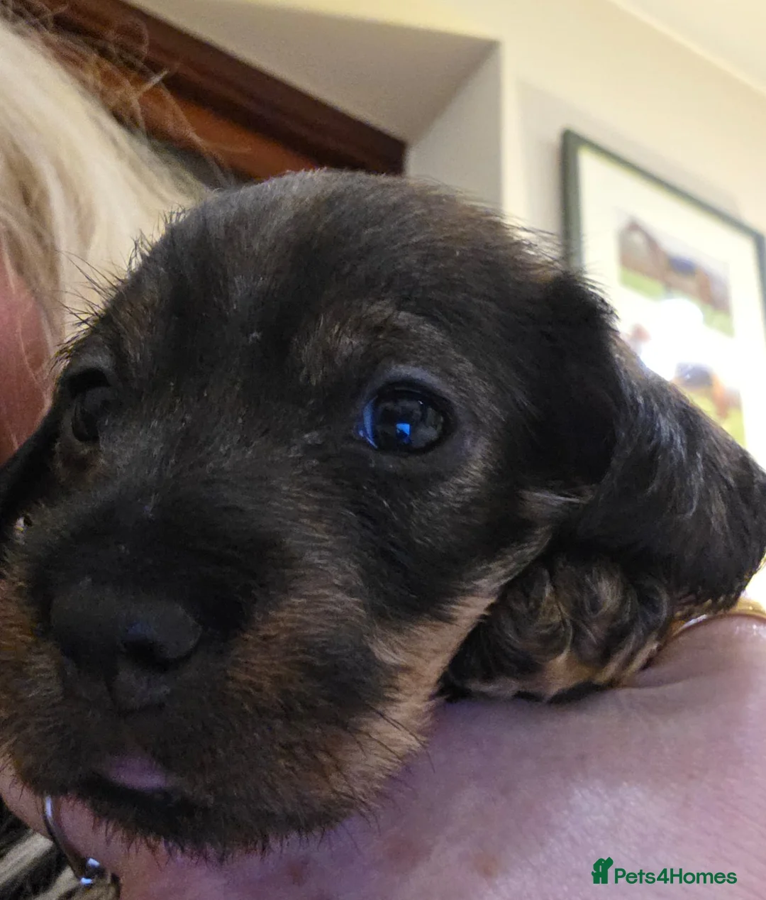 Dachshund dogs for sale: Dachshund Wirehaired Standard in Petersfield - Advert 1