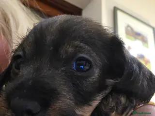 Dachshund dogs Dachshund Wirehaired Standard in Petersfield - Advert 3