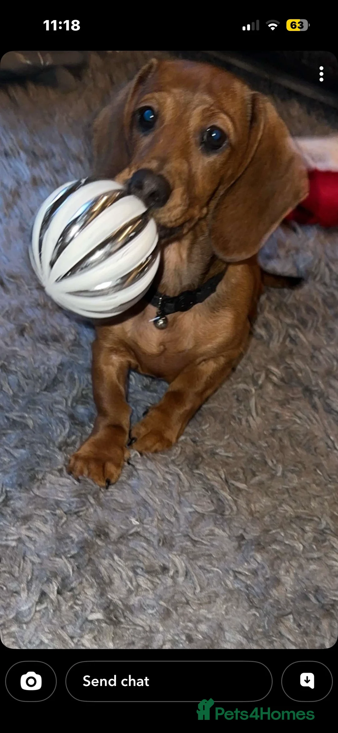 Dachshund dogs for sale: Short haired miniature dachshund puppy - Advert 6