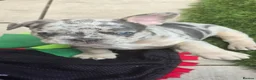 French Bulldog dogs for sale: 🐾 chunky french bulldog pups 🐾 - Advert 23