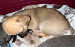 Chihuahua dogs for sale: Pure bred Chihuahua puppies - Image 19