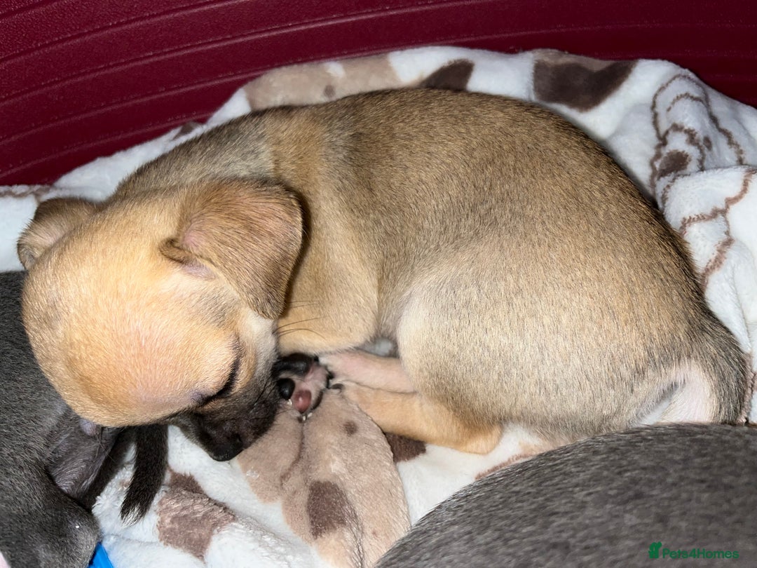Chihuahua dogs for sale: Pure bred Chihuahua puppies - Image 19