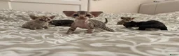 Devon Rex cats for sale: 2026 Devon Rex litters  - Advert 10