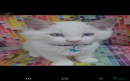 Ragdoll cats for sale: Ragdollkittens health tested gccf/tica parents  - Image 16