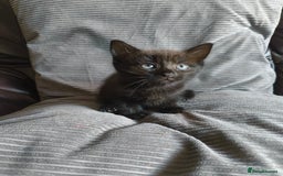 Mixed Breed cats for sale: I have 4 kittens  - Image 7