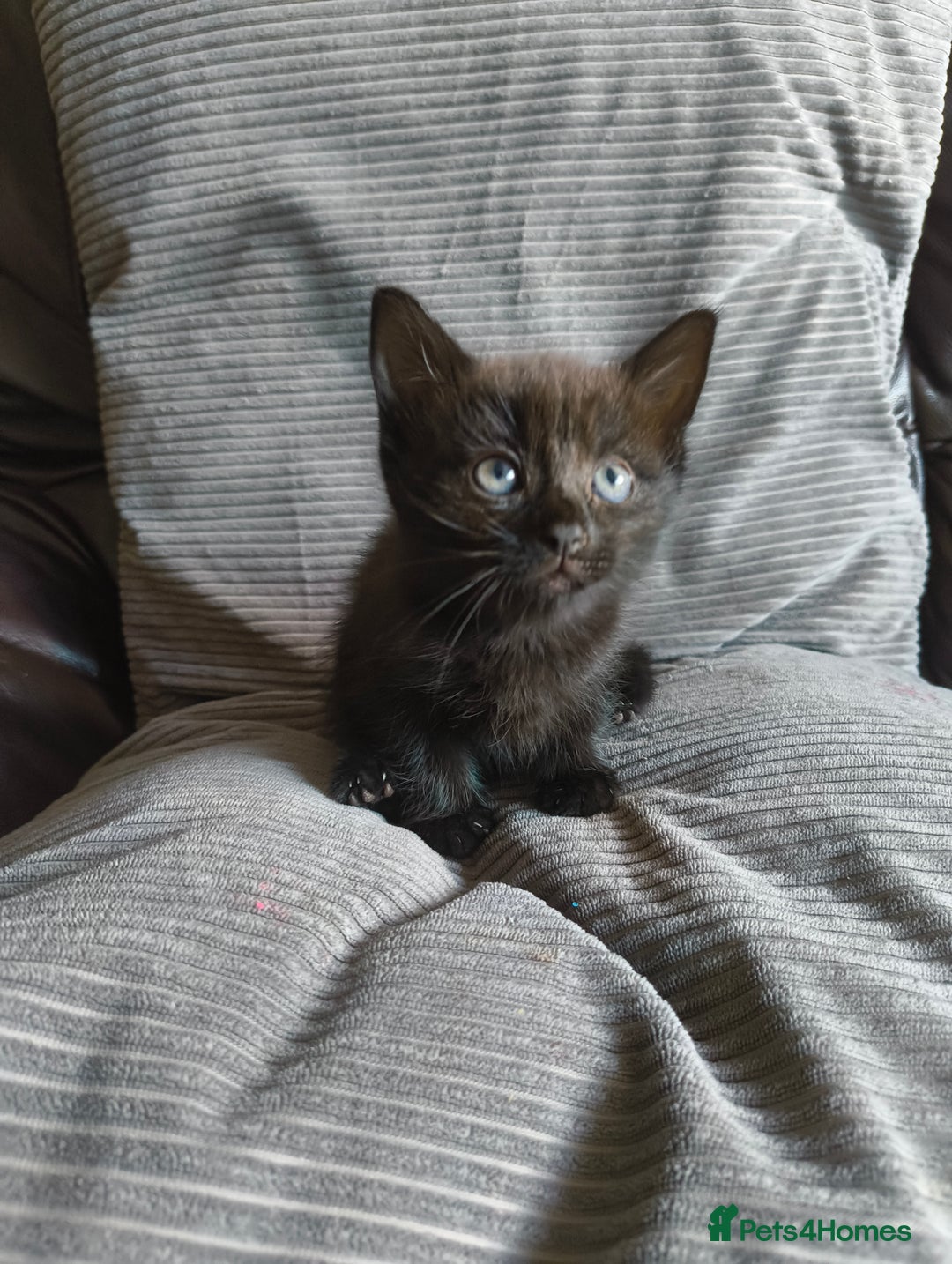 Mixed Breed cats for sale: I have 4 kittens  - Image 7
