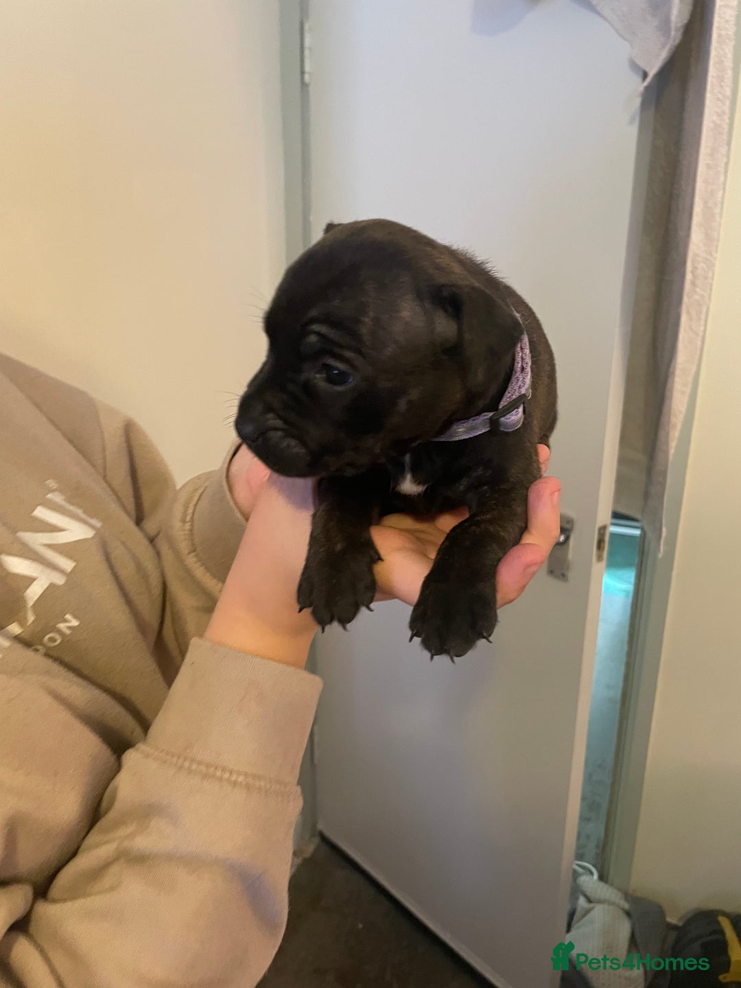 Staffordshire Bull Terrier dogs for sale: Staffordshire/American Staffordshire pups in Harrow - Image 25