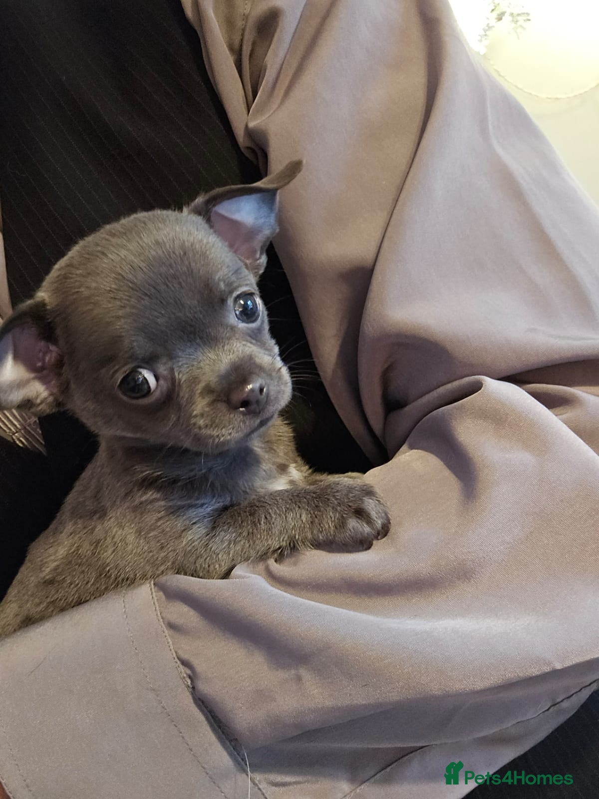 Chihuahua dogs Rare colour and tiny pedigree Chihuahuas  - Advert 1