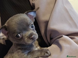 Chihuahua dogs Rare colour and tiny pedigree Chihuahuas - Advert 2