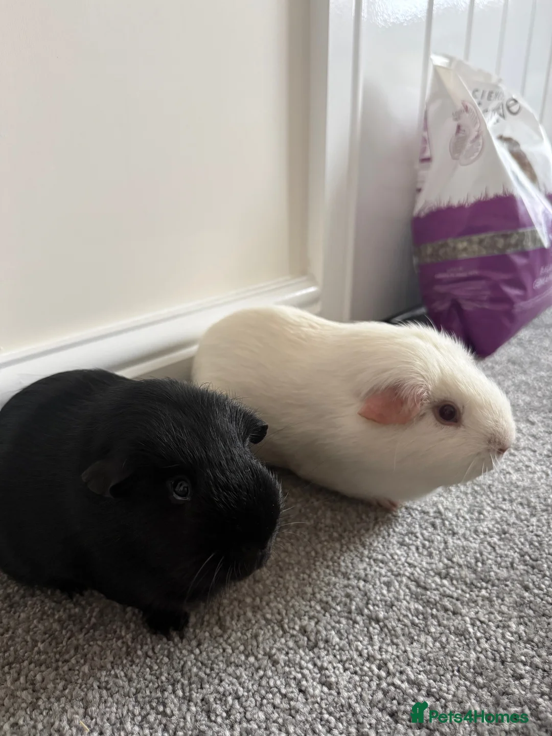 Guinea Pig rodents for sale: 2 Pure Bred Male Guinea Pigs in Wrexham - Advert 2