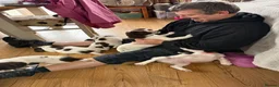 English Springer Spaniel dogs for sale: Working Springer Spaniels  - Advert 5