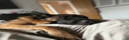 German Shepherd dogs for sale: Tucker - 6 year old GSD - Advert 5