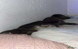 Mini Lop rabbits for sale: Mj and flop 💙 - Image 8